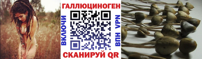 Галлюциногенные грибы Psilocybe  Нарьян-Мар 
